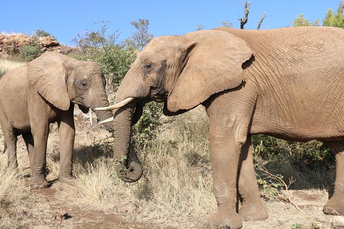 Elephant Experience & Lesedi Cultural Village - Elephant Experience 4x4 game drive: what to expect and how to prepare
