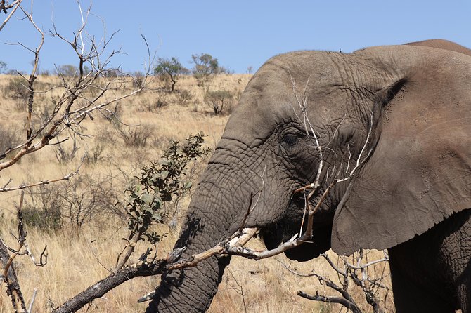 Elephant Experience & Lesedi Cultural Village - Price and value: what $151.51 really buys you for this day