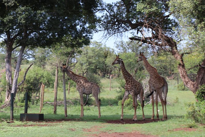 Elephant Experience & Lesedi Cultural Village - Glen Afric Country Lodge: the Magaliesberg morning, done right