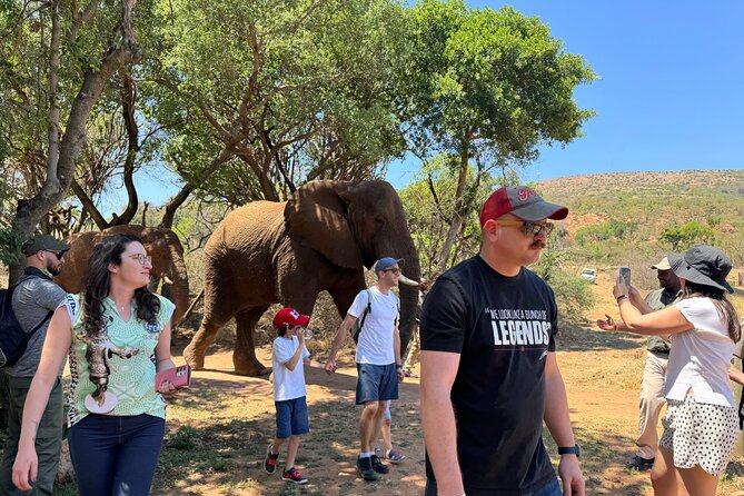 Elephant & Monkey Sanctuary Tour from Johannesburg - The 8:00 am Johannesburg Pickup That Sets the Tone