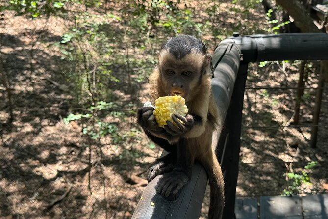 Elephant & Monkey Sanctuary Tour from Johannesburg - Price and Value: What $307.20 Really Buys