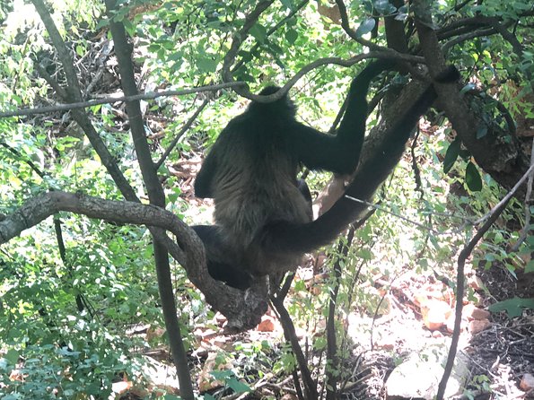 Elephant & Monkey Sanctuary Tour from Johannesburg - What to Bring and How to Stay Comfortable