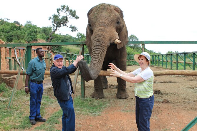Elephant Sanctuary Tour from Johannesburg - Quick Reality Check: The Five Hours That Matter