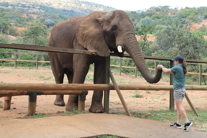 Elephant Sanctuary Tour from Johannesburg - Getting There From Johannesburg or Pretoria Without Stress