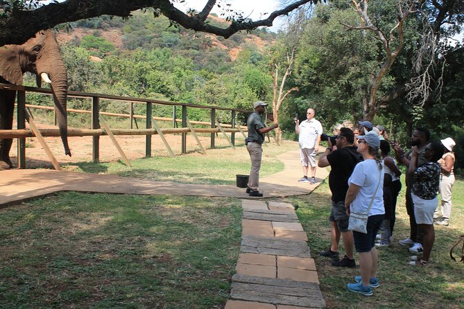 Elephant Sanctuary Tour from Johannesburg - Elephant Encounters: Feeding, Touching, and Those Close-Range Moments