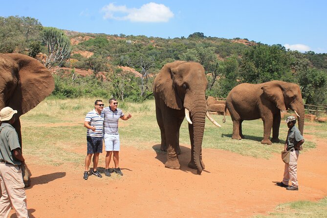 Elephant Sanctuary Tour from Johannesburg - What You Learn: African Elephant Facts and Rescue Work