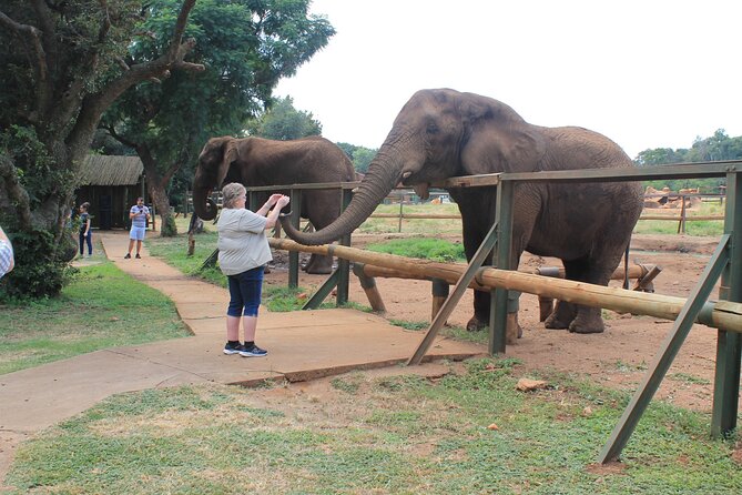 Elephant Sanctuary Tour from Johannesburg - Who This Tour Suits Best