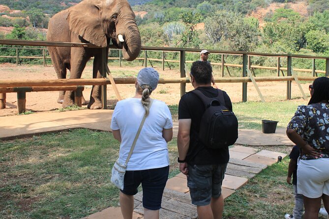 Elephant Sanctuary Tour from Johannesburg - Should You Book Elephant Sanctuary Hartbeesport Dam From Johannesburg?