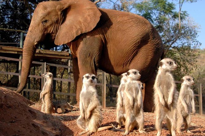 Elephant Sanctuary Tour from Johannesburg or Pretoria - Key things to know before you go