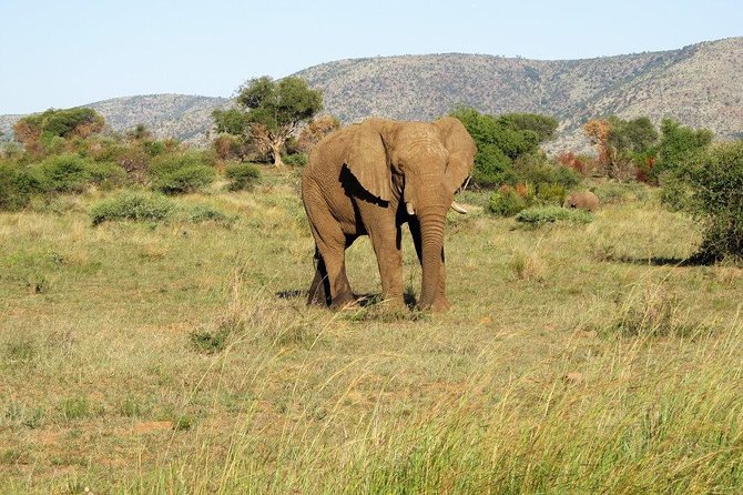 Elephant Sanctuary Tour from Johannesburg or Pretoria - Door-to-door transport from Johannesburg or Pretoria, with a small-group feel