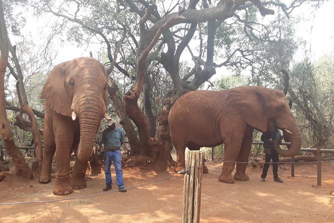Elephant Sanctuary Tour from Johannesburg or Pretoria - The guide experience makes the difference, and names like Anton, Patrick, and Norman come up
