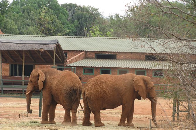 Elephant Sanctuary Tour from Johannesburg or Pretoria - What to pack and what to ask before you arrive
