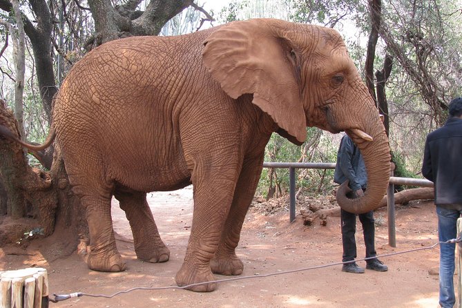 Elephant Sanctuary Tour from Johannesburg or Pretoria - Who this Elephant Sanctuary tour suits best