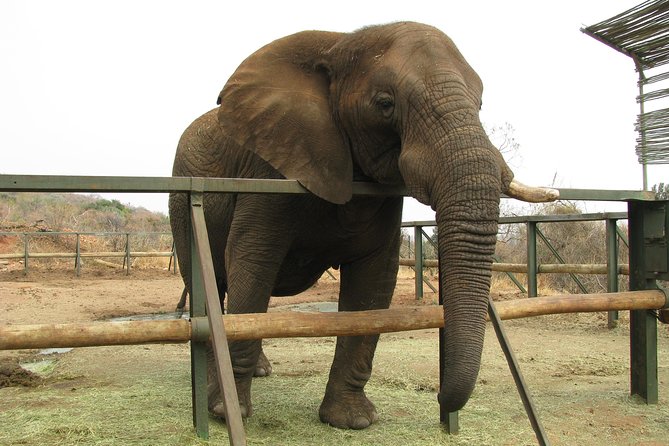 Elephant Sanctuary Tour from Johannesburg or Pretoria - Should you book this Elephant Sanctuary Tour from Johannesburg or Pretoria?