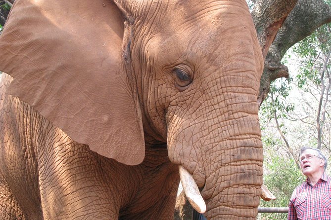 Elephant Sanctuary Tour from Johannesburg or Pretoria - Inside the Elephant Sanctuary program: what you can expect during your 1.5 hours