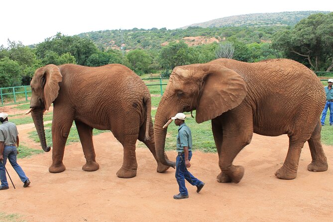 Elephant Sanctuary Tour from Johannesburg - 5 hours worth it? Timing, van ride, and small-group size