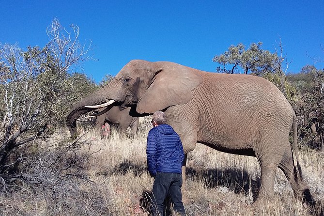 Elephant Walk Guided Half Day Tour from Johannesburg - Why The Elephant Walk Feels Different Than A Typical Safari Stop
