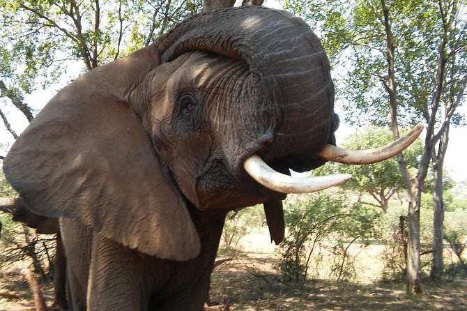 Elephant Walk Guided Half Day Tour from Johannesburg - What I Really Like About The Guides, Keepers, And Small Group Size