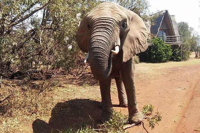 Elephant Walk Guided Half Day Tour from Johannesburg - Hartbeesport Dam Elephant Walk: What You Do For The Full Hour