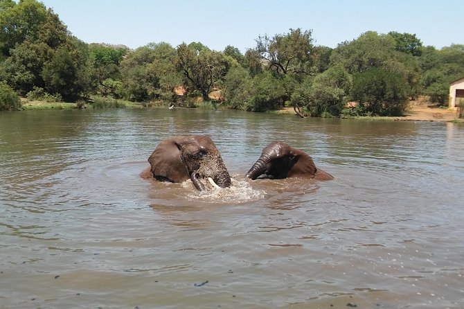 Elephant Walk Guided Half Day Tour from Johannesburg - Timing Tips If You’re Coming From Johannesburg Or Have A Tight Day