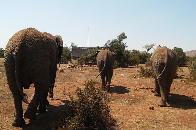 Elephant Walk Guided Half Day Tour from Johannesburg - What To Bring And How To Prepare For Bush Walking