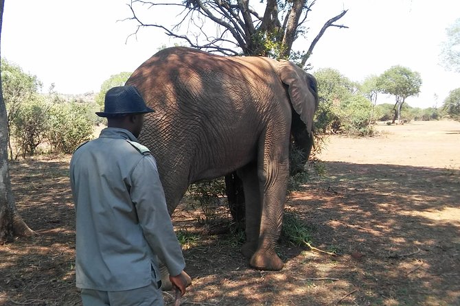 Elephant Walk Guided Half Day Tour from Johannesburg - The Half-Day Schedule That Actually Works: Tea, Lodge Lunch, And A Drive Back