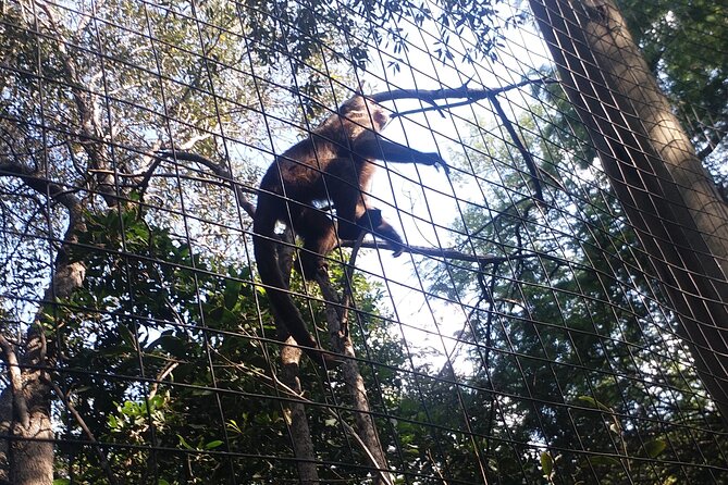 Enlightening Elephants And Monkeys Sanctuary Guided Day Tour - Bush Babies Monkey Sanctuary: free-living primates in a natural setup