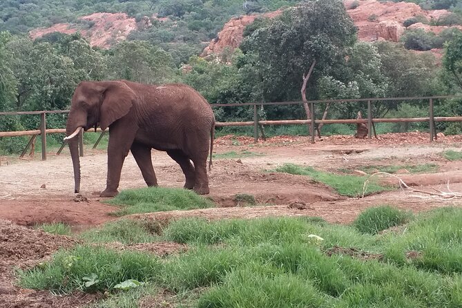 Enlightening Elephants And Monkeys Sanctuary Guided Day Tour - How the 8-hour schedule usually feels, plus what to bring