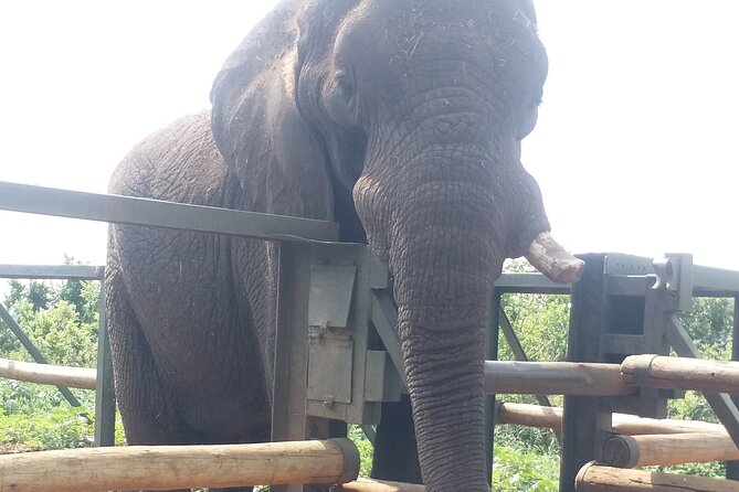 Enlightening Elephants And Monkeys Sanctuary Guided Day Tour - Price and value: is $228.37 per person fair?
