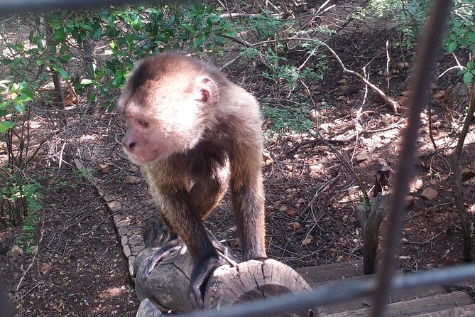 Enlightening Elephants And Monkeys Sanctuary Guided Day Tour - Who should book this elephants and monkeys sanctuary tour