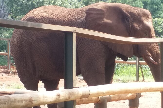 Enlightening Elephants And Monkeys Sanctuary Guided Day Tour - FAQ
