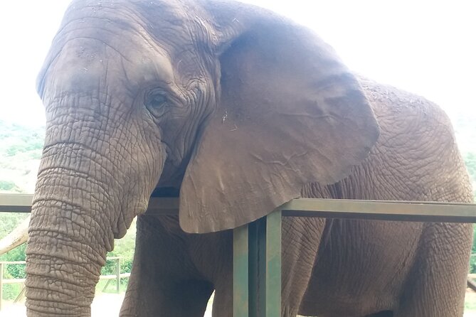 Enlightening Elephants And Monkeys Sanctuary Guided Day Tour - Elephant Sanctuary Hartbeespoort Dam: what your guide helps you notice