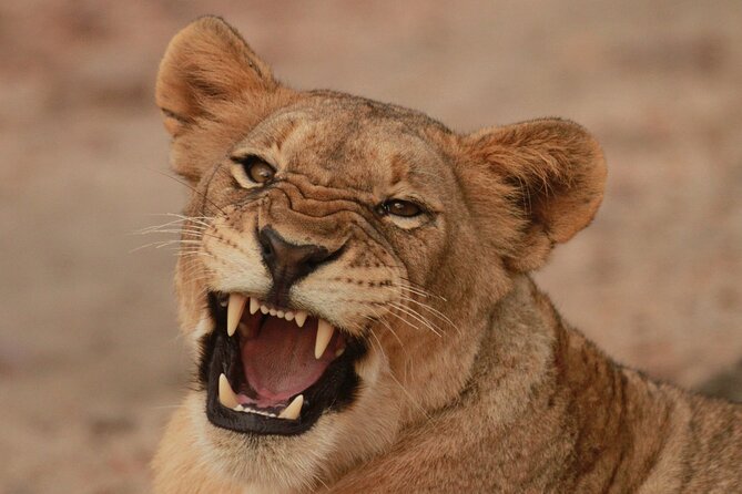 Exclusive Morning Game Drive Safari near Hoedspruit - Key highlights at a glance