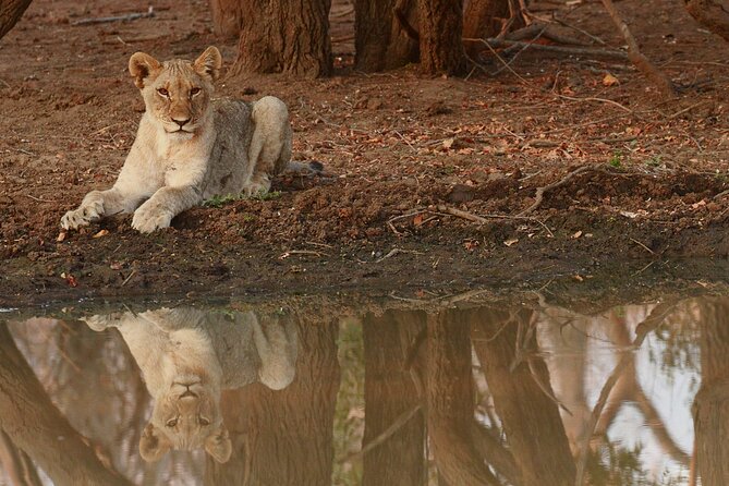 Exclusive Morning Game Drive Safari near Hoedspruit - The waterhole photo stop with Drakensberg views