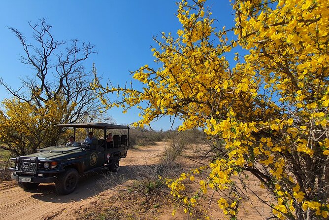 Exclusive Morning Game Drive Safari near Hoedspruit - Duration and flow: how a 3 to 4 hour drive fits your Kruger plans