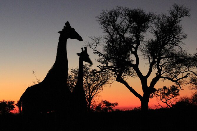 Exclusive Morning Game Drive Safari near Hoedspruit - Inside the open-air vehicle: close enough for learning, safe enough to relax