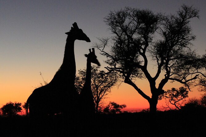 Exclusive Night Drive Safari near Hoedspruit - Why a private night drive near Hoedspruit feels different
