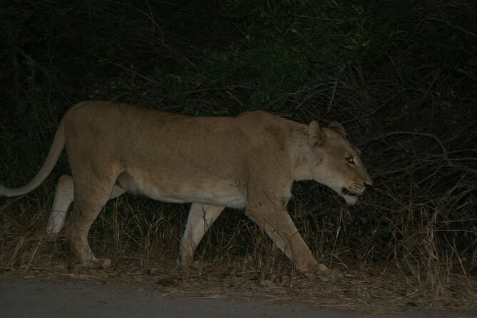 Exclusive Night Drive Safari near Hoedspruit - Big Five at night, and why the rest of the wildlife matters too