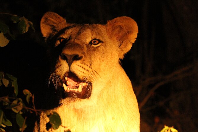 Exclusive Night Drive Safari near Hoedspruit - Stargazing with the Milky Way is not just a side note