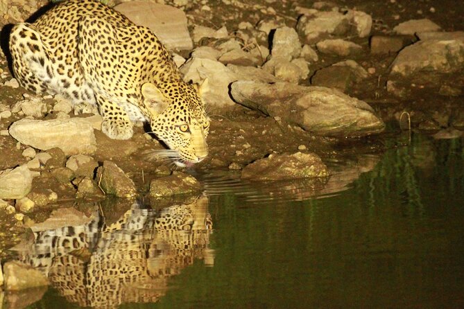 Exclusive Night Drive Safari near Hoedspruit - A private, family-friendly pace with a guide that can connect the dots