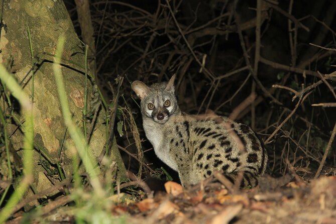 Exclusive Night Drive Safari near Hoedspruit - Price and value: is $111.05 per person a good deal?