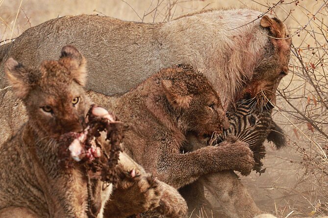 Exclusive Night Drive Safari near Hoedspruit - The 8:30 pm night drive: what you’ll do during the 2 to 3 hours
