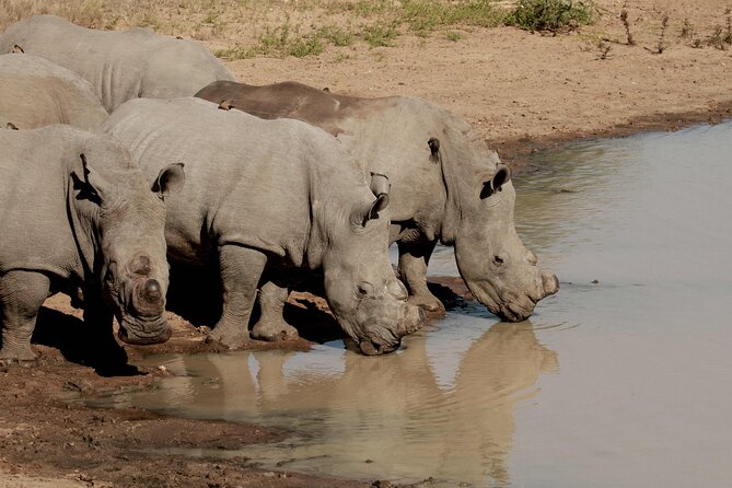 Exclusive Sunset Game Drive Safari near Hoedspruit - Wildlife Spotting with an Expert Guide Who Reads the Bush