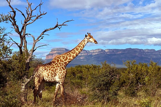 Exclusive Sunset Game Drive Safari near Hoedspruit - The Kind of Big-Moment Sightings You Can Hope For at Sunset