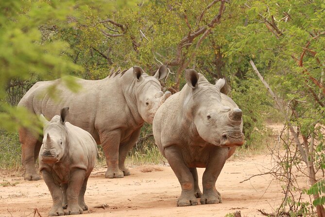 Exclusive Sunset Game Drive Safari near Hoedspruit - Comfort and Safety on an Open Safari Vehicle