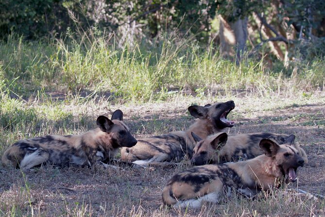 Exclusive Sunset Game Drive Safari near Hoedspruit - Arriving at All or Nothing Adventures, Then Head Out
