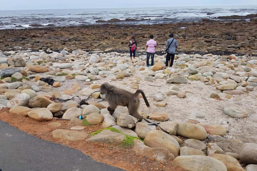 Explore: Cape of Good Hope and Penguins Full-Day Tour - Bo-Kaap and the Atlantic Seaboard: Getting Oriented Fast