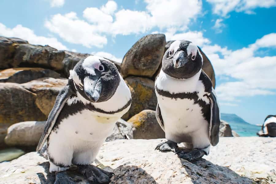 Explore: Cape of Good Hope and Penguins Full-Day Tour - Cape Point National Park: Lighthouse Choices and the Floral Kingdom