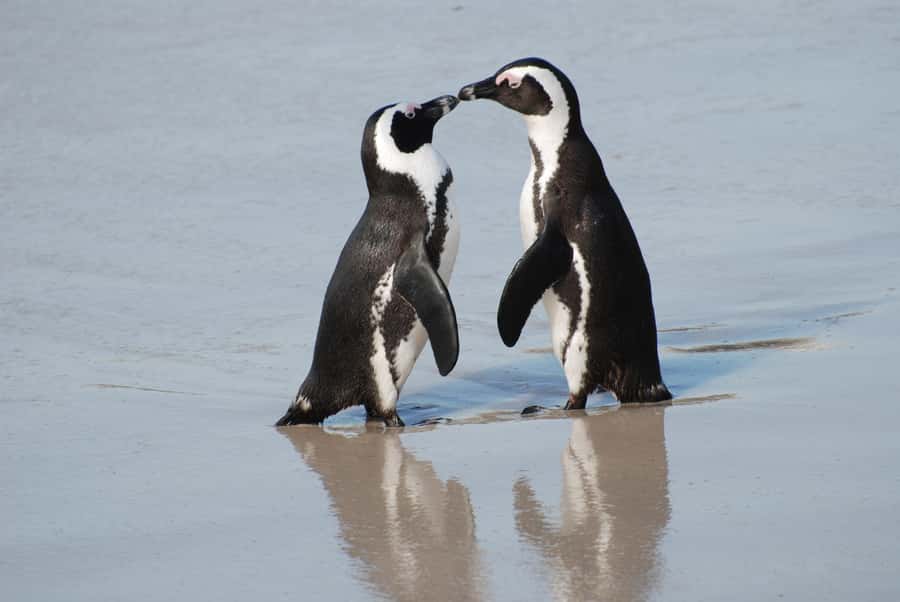 Explore: Cape of Good Hope and Penguins Full-Day Tour - Pickup, Van Comfort, and How the Day Moves