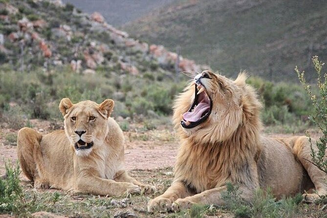 Explore the best Big 5 Aquila Safari Tour and Wine Tasting - Key Points at a Glance